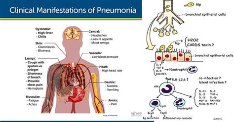 does mycoplasma survive autoclave|Mycoplasma pneumoniae and Its Role as a Human Pathogen.